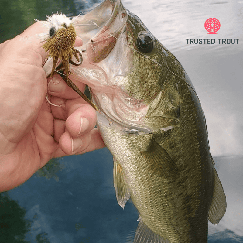 - Sobota's Swimming Jimmy - $20.00